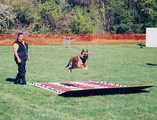 Alert Canine Traning Solutions Dog Training. Matt Carraturo.